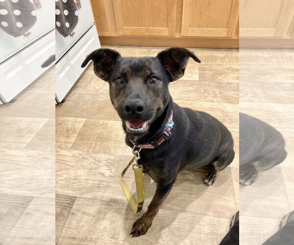 Medium Photo #1 Mutt Puppy For Sale in San Diego, CA, USA