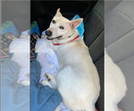 Small #1 Bull Terrier-Huskies  Mix