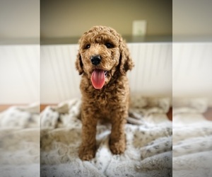 Poodle (Standard) Puppy for sale in CROSSVILLE, TN, USA
