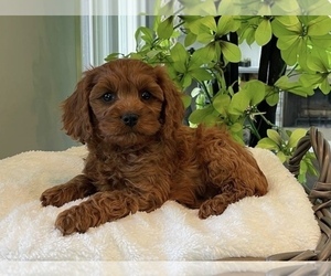 Cavapoo Puppy for sale in CAMBY, IN, USA