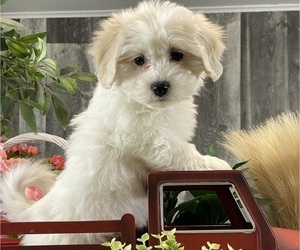 Biton Puppy for sale in CANOGA, NY, USA