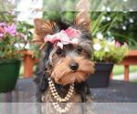 Small #1 Yorkshire Terrier