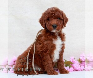 Irish Doodle (Miniature) Puppy for sale in NEWMANSTOWN, PA, USA