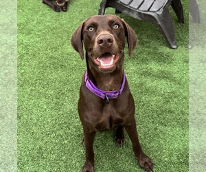 Labrador Retriever Dogs for adoption in Fort Worth, TX, USA