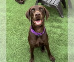 Small Labrador Retriever