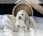 Small Photo #3 Labradoodle Puppy For Sale in NAPPANEE, IN, USA