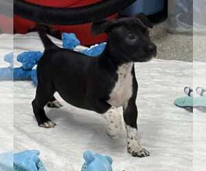 American Boston Bull Terrier Dogs for adoption in Mechanicsburg, PA, USA