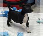 Small American Boston Bull Terrier