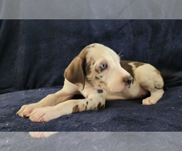 Medium Photo #9 Catahoula Leopard Dog Puppy For Sale in CUMBY, TX, USA