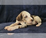 Small #8 Catahoula Leopard Dog