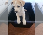 Small #1 Anatolian Shepherd-Siberian Husky Mix