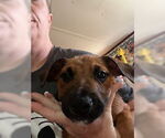 Small #2 American Staffordshire Terrier Mix