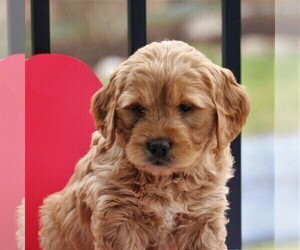 Goldendoodle (Miniature) Puppy for sale in NEWMANSTOWN, PA, USA