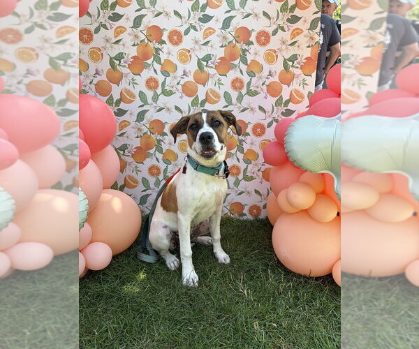 Medium Photo #1 Mutt Puppy For Sale in Mundelein, IL, USA