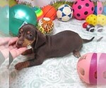 Small #3 Dachshund