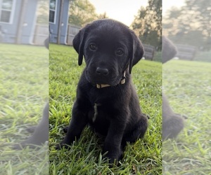 Labrador Retriever Puppy for sale in LIBERTY, SC, USA
