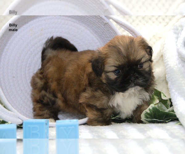Medium Photo #6 Shih Tzu Puppy For Sale in CLARE, MI, USA
