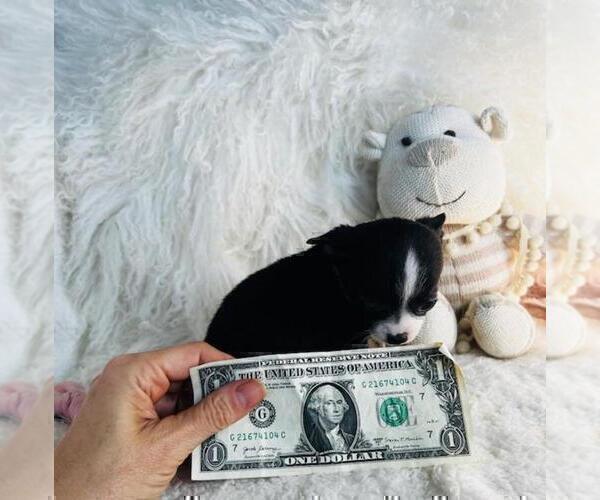 Medium Photo #3 Chihuahua Puppy For Sale in TAMPA, FL, USA