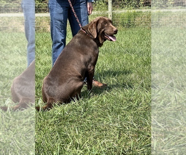 Medium Photo #1 Labrador Retriever Puppy For Sale in NEOLA, WV, USA