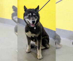 Alusky Dogs for adoption in Forestville, MD, USA