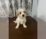 Small #17 Morkie