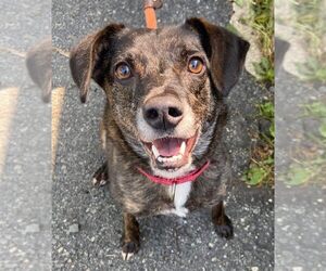Ollie (Noah) Alabama - Male Beagle-Unknown Mix Dog for Adoption - Photo #19
