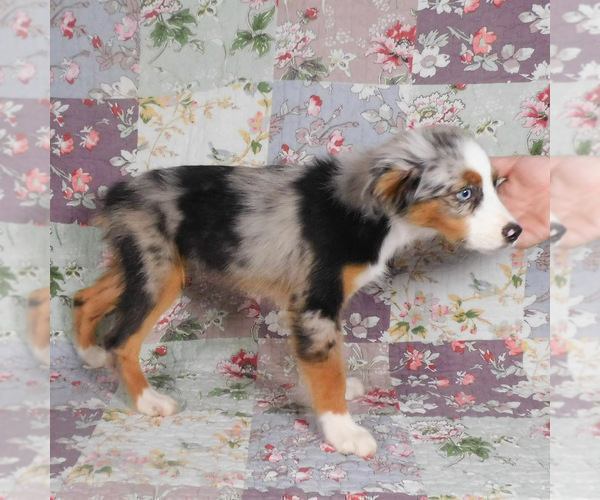Medium Photo #5 Miniature Australian Shepherd Puppy For Sale in HARRISON, OH, USA