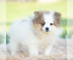 Puppy Biscuit AKC Pomeranian