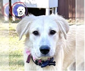 Great Pyrenees Dogs for adoption in Spring, TX, USA