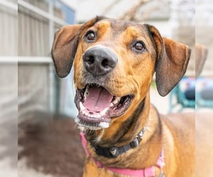 Doberman Pinscher-Unknown Mix Dogs for adoption in Waterford, VA, USA