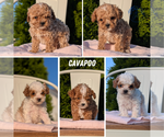 Image preview for Ad Listing. Nickname: Litter of 5