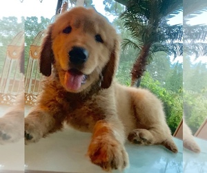 Golden Retriever Puppy for sale in JACKSONVILLE, FL, USA