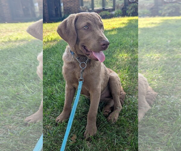 Medium Photo #2 Chesador Puppy For Sale in Des Moines, IA, USA