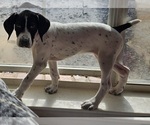 Small Photo #19 German Shorthaired Pointer Puppy For Sale in MCKINNEY, TX, USA