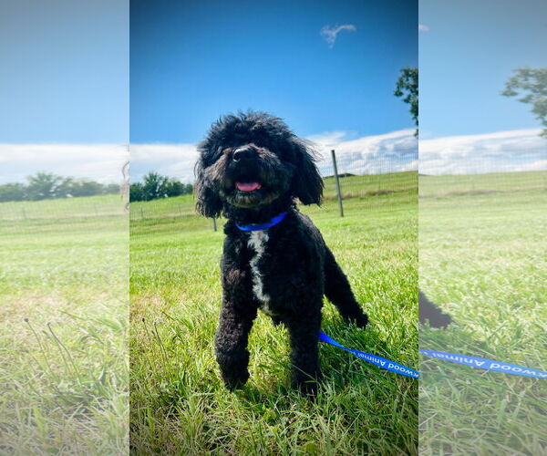 Medium Photo #3 Shih Tzu Puppy For Sale in Pacolet, SC, USA