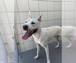 Small American Pit Bull Terrier
