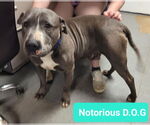 Small #2 American Pit Bull Terrier-Chinese Shar-Pei Mix