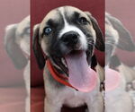 Small #1 Border Collie Mix