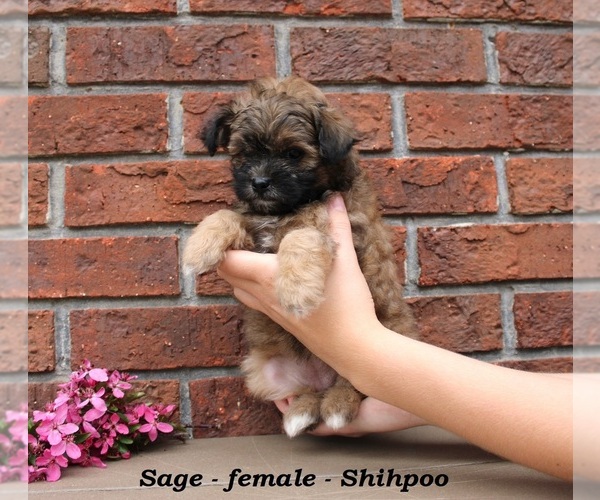 Medium Photo #4 Shih-Poo Puppy For Sale in CLARKRANGE, TN, USA