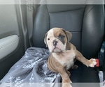 Small Photo #4 English Bulldog Puppy For Sale in HAMDEN, CT, USA