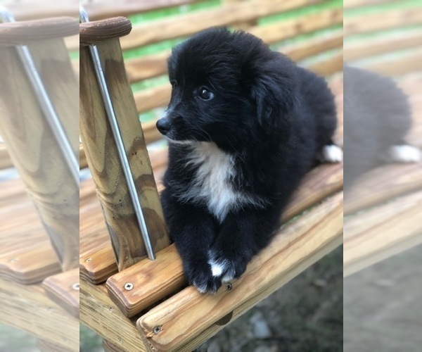 Medium Photo #4 Labrador Retriever-Pomeranian Mix Puppy For Sale in SPENCER, TN, USA