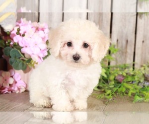 Poochon Puppy for sale in MOUNT VERNON, OH, USA
