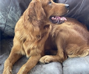 Father of the Golden Irish puppies born on 06/10/2026