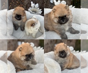 Pomeranian Puppy for sale in NORTH MIAMI, FL, USA