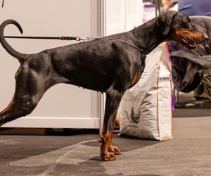 Mother of the Doberman Pinscher puppies born on 02/16/2026