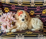 Small Photo #6 Goldendoodle Puppy For Sale in PEACH BOTTOM, PA, USA