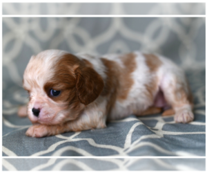 Cavalier King Charles Spaniel Puppy for sale in TOWN CENTER, NJ, USA