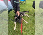Small Photo #3 Gerberian Shepsky Puppy For Sale in Aurora, IN, USA