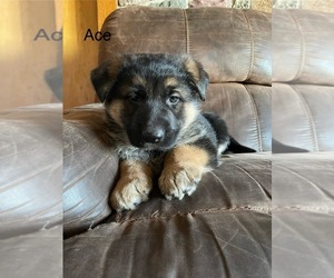 German Shepherd Dog Puppy for Sale in GREENWOOD, Wisconsin USA