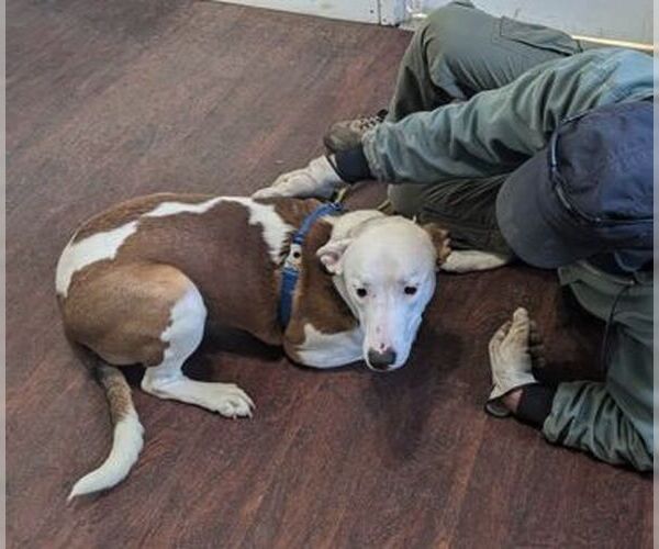 Medium Photo #7 Mutt Puppy For Sale in Rockaway, NJ, USA